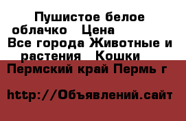 Пушистое белое облачко › Цена ­ 25 000 - Все города Животные и растения » Кошки   . Пермский край,Пермь г.